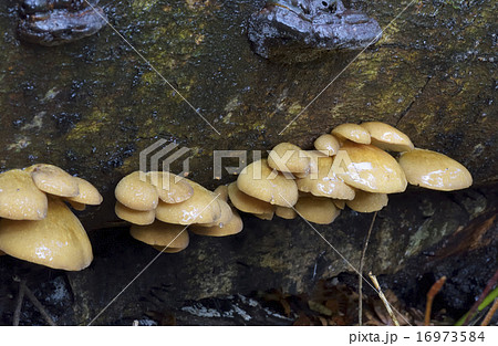 ムキタケ 16973584