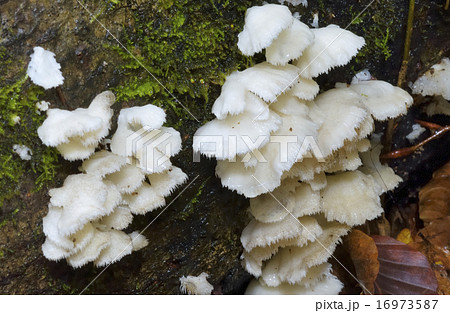 ブナハリタケ 16973587