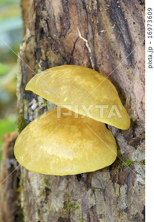 ムキタケ ムキタケ 16973609