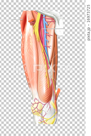 Femoral nerve - saphenous nerve 16973725