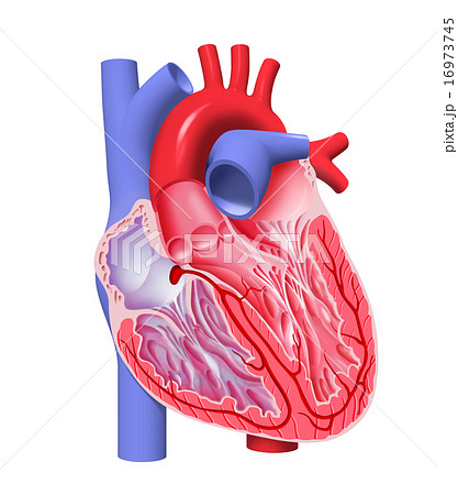 心臓の腔のイラスト素材