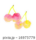 さくらんぼ 16973779