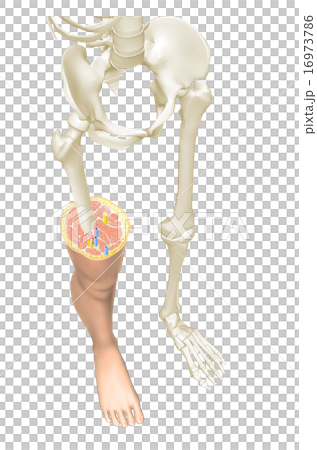 大腿部分 16973786