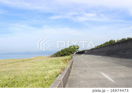 沼津の松林(海岸) 沼津の松林(海岸) 16974473