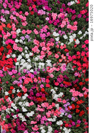 インパチェンス インパチェンス 16975020