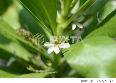 ビーチ・ナウパカ 16975137