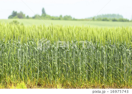 麦畑 16975743