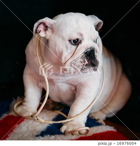 Close Up Young White English Bulldog Dog 16976004