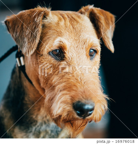 Brown Airedale Terrier Dog Close Up Portrait. 16976018