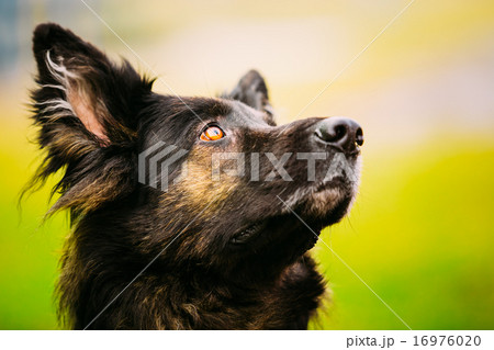 German Shepherd Dog Close Up German Shepherd Dog Close Up 16976020