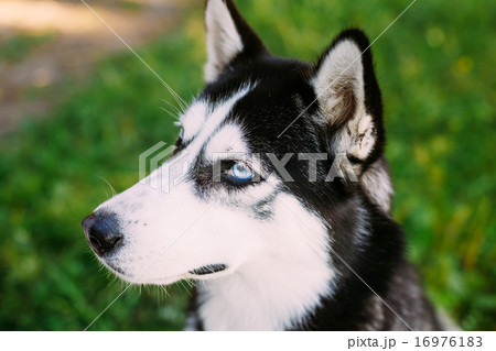 Young Happy Husky Eskimo Dog Sitting In Grass Outdoor Young Happy Husky Eskimo Dog Sitting In Grass Outdoor 16976183