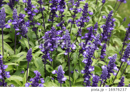 ブルーサルビア 16976237
