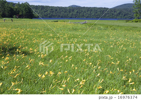 大江湿原のニッコウキスゲ 大江湿原のニッコウキスゲ 16976374