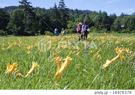 大江湿原のニッコウキスゲ 16976376