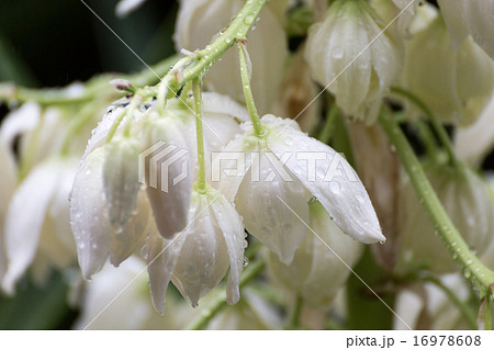 青年の木(ユッカ)の花 青年の木(ユッカ)の花 16978608