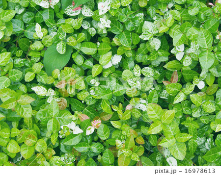 葉の背景 16978613