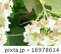 アジサイとイトトンボ 16978614