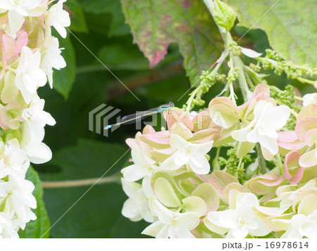 アジサイとイトトンボ 16978614