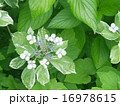 ヤマアジサイ 16978615