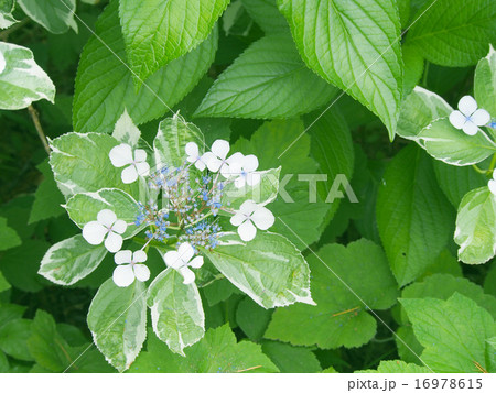 ヤマアジサイ 16978615