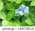 ガクアジサイ 16978616