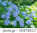 アジサイ群生 16978617