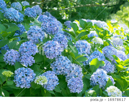 アジサイ群生 16978617