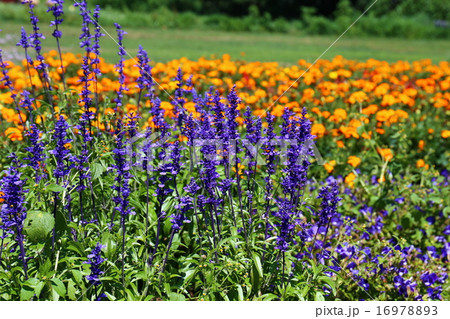 八ヶ岳高原 夏の花 の写真素材 1697