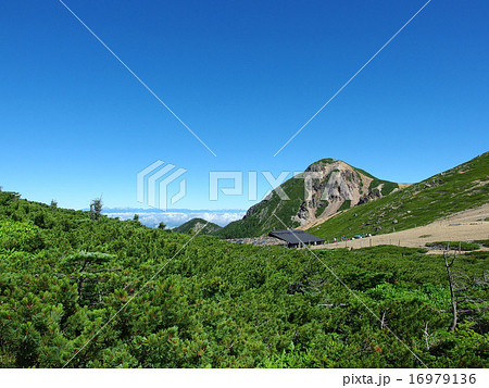 ハイマツと西天狗岳 16979136