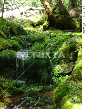 小さな沢の苔 16979142