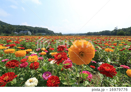 山中湖花の都公園の花畑 山中湖花の都公園の花畑 16979776