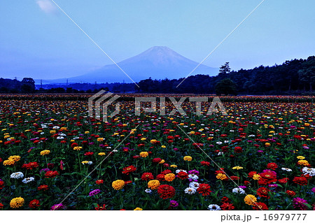 山中湖花の都公園の花畑 16979777