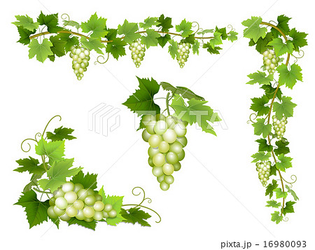 A Set Of Bunches Of White Grapes のイラスト素材 16980093 Pixta