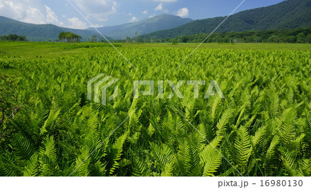 尾瀬ヶ原と燧ヶ岳 16980130