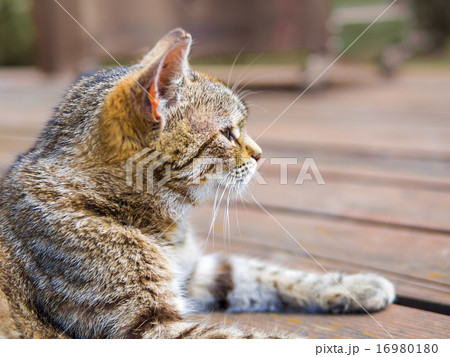 Cat lying profile brigh colours Cat lying profile brigh colours 16980180