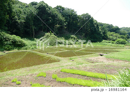 田植え 田植え 16981164