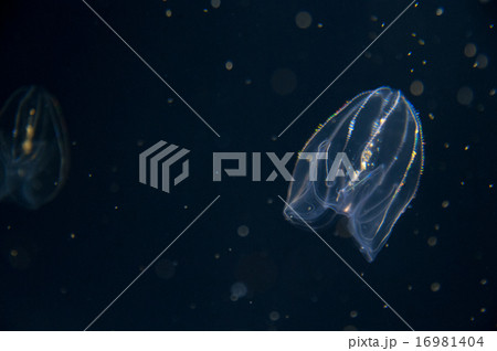 クラゲ 16981404