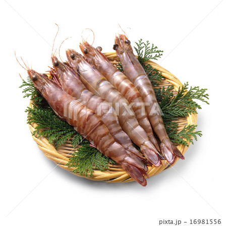 有頭えび 16981556