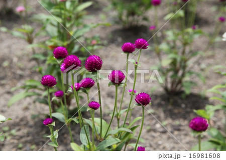 センニチコウ 16981608