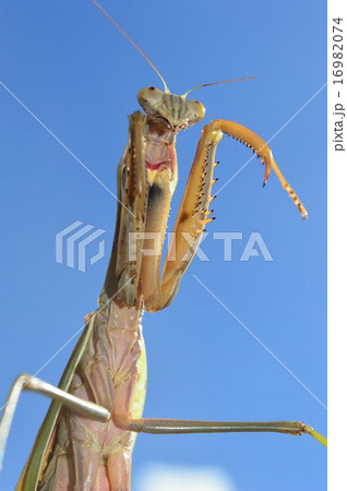 オオカマキリと青空 16982074