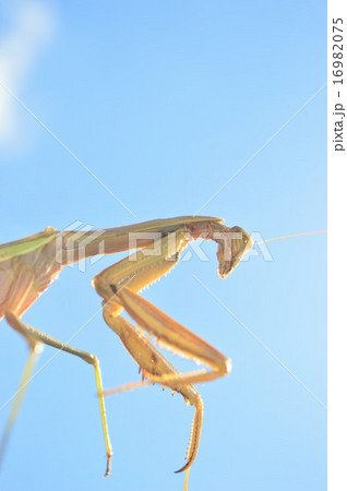 オオカマキリと青空 16982075