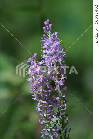 蔓穂　ツルボと申します。 16982402