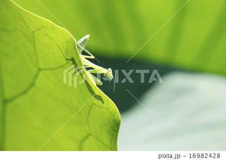 待ち伏せするカマキリ 待ち伏せするカマキリ 16982428