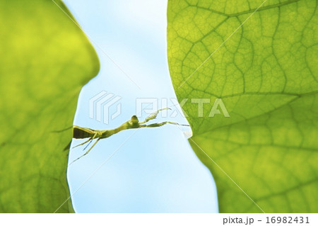 想いよ届け 想いよ届け 16982431