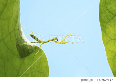 爽やかな青空とカマキリ 爽やかな青空とカマキリ 16982437
