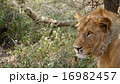 野生ライオン 16982457
