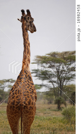 キリンの背中 キリンの背中 16982458