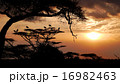 サバンナの夕暮れ 16982463