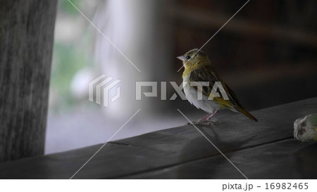 見つめるハタオドリ 16982465