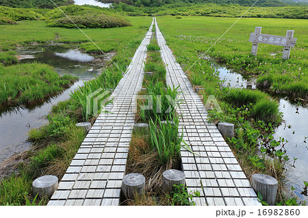 竜ヶ原湿原 竜ヶ原湿原 16982860
